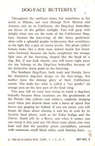 Dog-Face Butterfly Family Pieridae Postcard