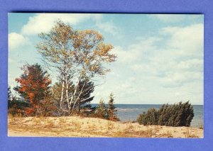 Michigan/MI Postcard, Great Lakes Shoreline, Silver Birch Tree