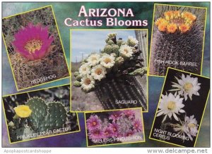 Arizona Scottsdale Cactus Blooms Of Arizona 1998