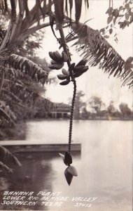 Banana Plant Lower Rio Grande Valley Southern Texas Real Photo 1919