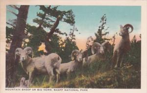 Canada Banff National Park Mountain Sheep Or Big Horn