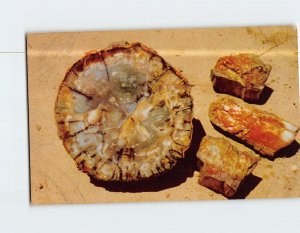 Postcard Petrified Log Cross Section & Chips Petrified Forest Arizona USA