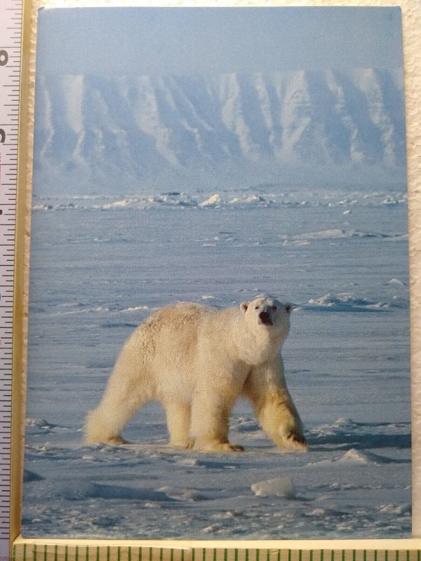 M-0318 Polar Bear n Wildlife