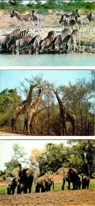 3~4X6 Animal Postcards Wankie~Hwange, Zimbabwe  ZEBRAS & GIRAFFES & ELEPHANTS