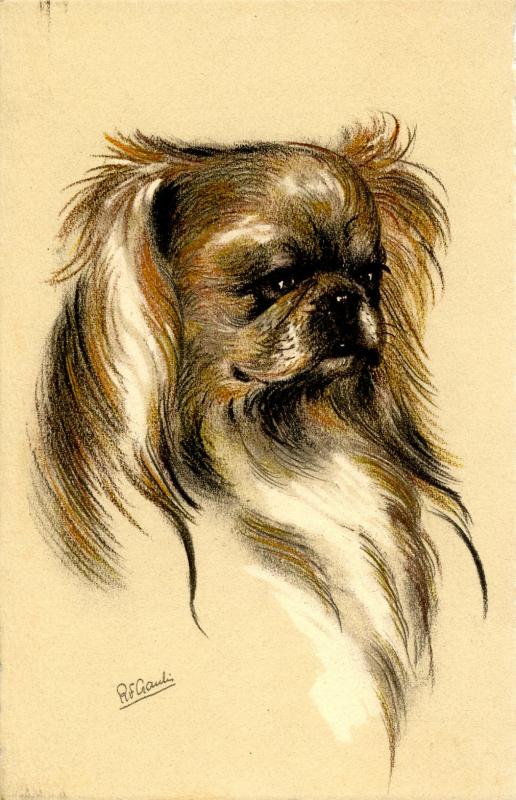 Dog - Pekingese. Artist: R.E. Gaulis