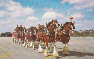 Budweiser Clydesdale 8 Horse Team at Busch Gardens Tampa Florida