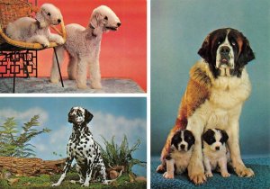 3~Postcards  PUREBRED ST BERNARD & BEDLINGTON TERRIOR & DALMATION  Dogs~Animals