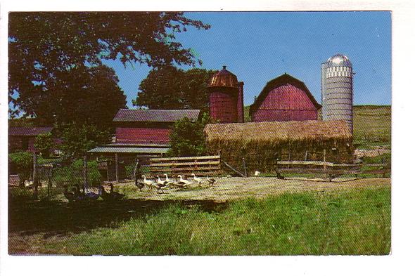 Ducks in a Barnyard, Morehead City, North Carolina, 