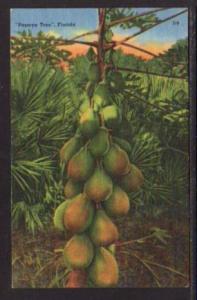 Papaya Tree FL Postcard 5901