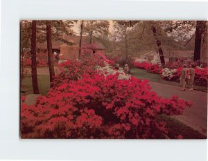 Postcard - Colorful Azalea Trail, East Texas in the Spring - East Texas