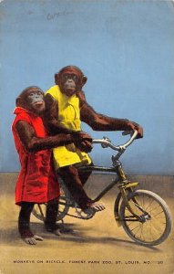 Monkeys on Bicycle, Forest Park Zoo St Louis, Missouri, USA Monkey 1945 