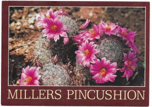 US Arizona. Millers Pincushion cactus.  Mint Card.