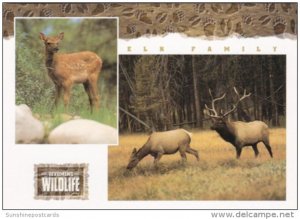 Wyoming Wildlife The Elk Family