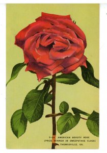 GA - Thomasville. American Beauty Rose