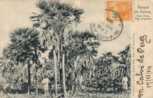 Argentina Bosque de Palmas Gran Chaco Vintage Postcard 07.72 