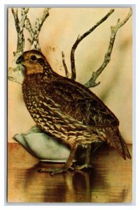 That Quail Robert Cape Cod Massachusetts MA UNP Chrome Postcard Y10