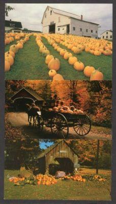 Lot 3 Pumpkin Postcards Covered Bridge Horse & Wagon PC