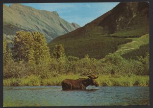 In Beautiful British Columbia A Bull Moose in a Typical Setting ~ Cont'l