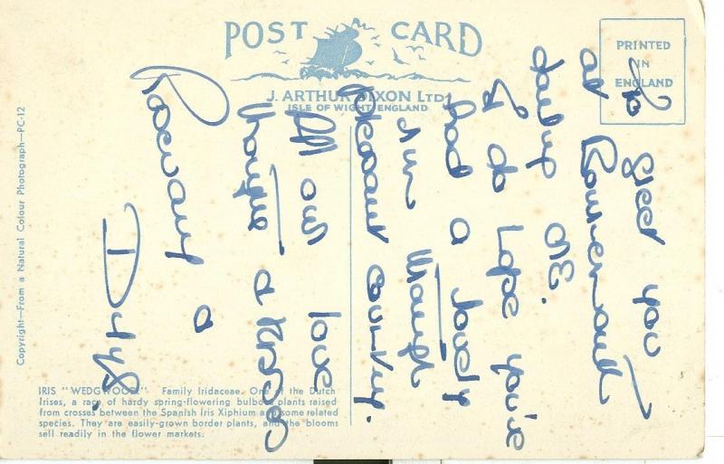 Iris Wedgwood flowers, early 1900s used Postcard