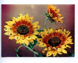221277 GERMANY sunflowers with applique old postcard