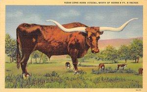 Texas Long Horn, Steer Texas, USA Cow Unused 