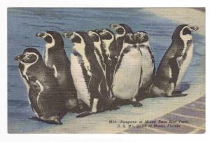 Penguins Miami Rare Bird Farm Florida postcard