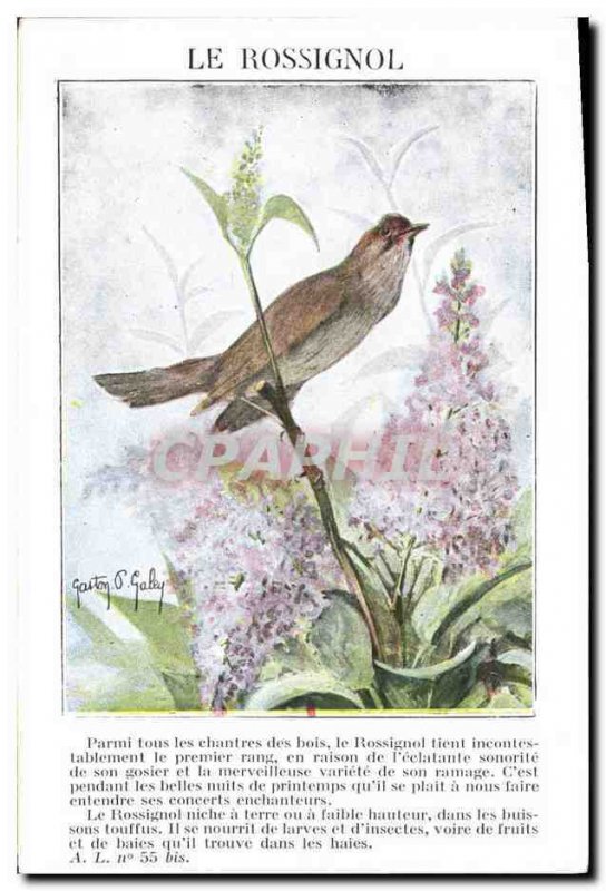 Old Postcard The nightingale