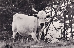 Chillingham Wild Cattle King Bull Real Photo Postcard