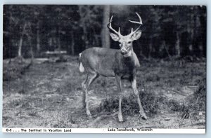 c1950 The Sentinel In Vacation Land Lake Deer Forest Tomahawk Wisconsin Postcard