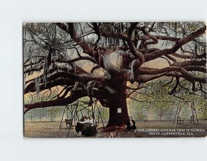 Postcard The Largest Live Oak Tree in Florida South Jacksonville Florida USA