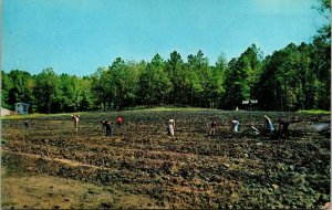 Murfreesboro Arkansas Crater Diamonds AR VTG Postcard PM Cancel WOB Note 