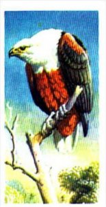 Brooke Bond Trade Card Tropical Birds No 16 Fish Eagle