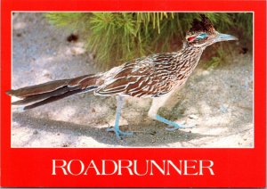 Postcard Bird - Roadrunner - Clown of the Desert