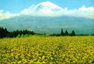 Japan Field Of Rape Below Mount Fuji