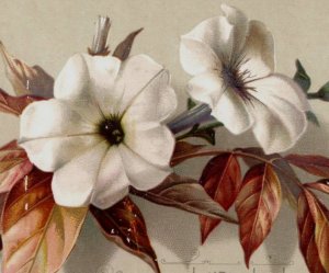 1880s Raphael Tuck Victorian Easter Card White Trumpet Shaped Flowers #6K