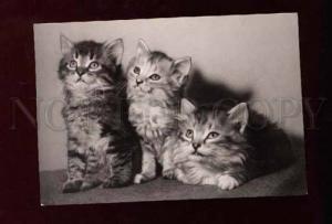 001468 Cute KITTENS Old photo PC Russian