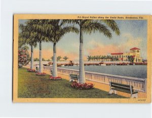 Postcard Royal Palms along the Yacht Basin, Bradenton, Florida