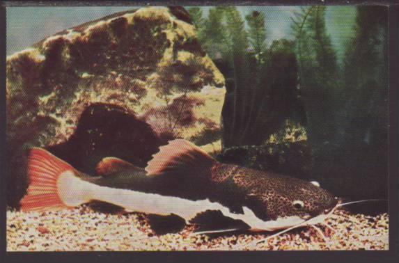 Redtail Catfish Postcard 