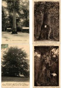 TREES MOSTLY FRANCE 50 CPA  Pre-1940 (L3417)