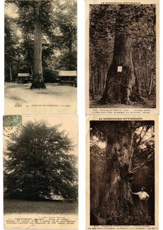 TREES MOSTLY FRANCE 50 CPA  Pre-1940 (L3417)