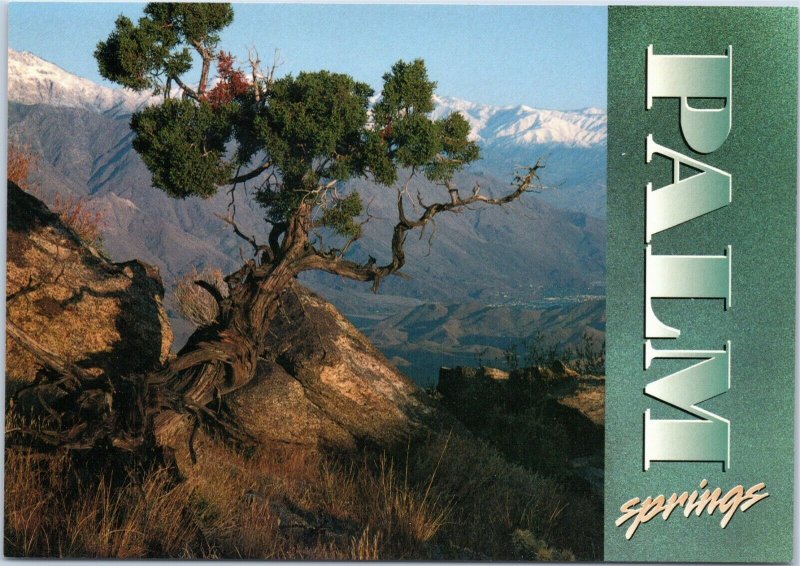 Palm Springs Land of Contrasts desert tree snow-capped mountains CA postcard