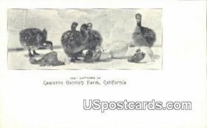 Cawston Ostrich Farm, CA Postcard       ;       Cawston Ostrich Farm, California