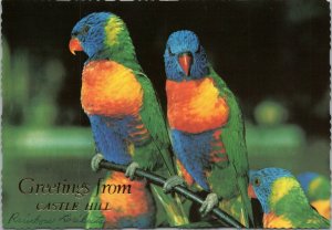 postcard Australia, NSW - Greetings from Castle Hill - Rainbow Lorikeets