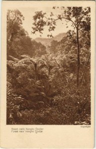 PC nabij NONGKO DJADJAR Bosch Forest INDONESIA (a18006)