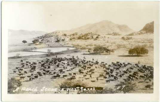 RPPC of A Cattle Ranch Scene in West Texas, TX EKC Real Photo