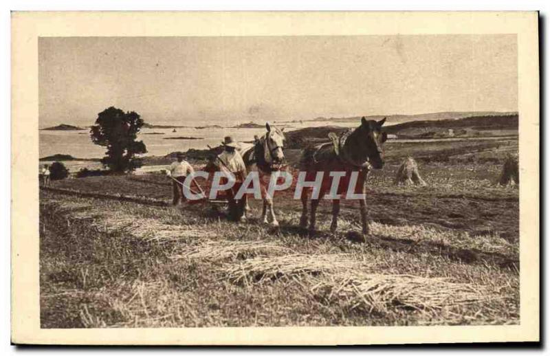 Postcard Old Labor Folklore Horses