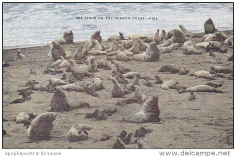 Sea Lions On The Oregon Coast Milwaukee Wisconsin