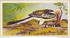 Brooke Bond Vintage Trade Card Wonders Of Wildlife 1976 No 28 Hornbill Best M...