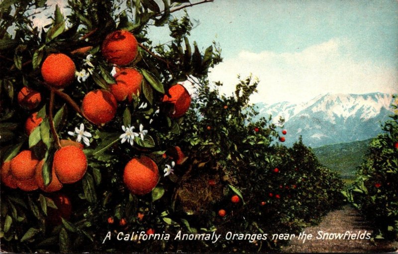 California Anomaly Oranges Near The Snowfields