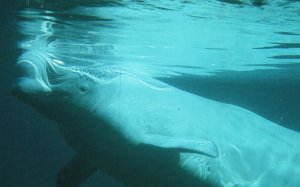 Vintage Postcard 1920 The Beluga White Whale Endangered Species James Bay Canada